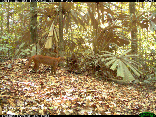 Illustration for article titled The Very Best Camera Trap Photography